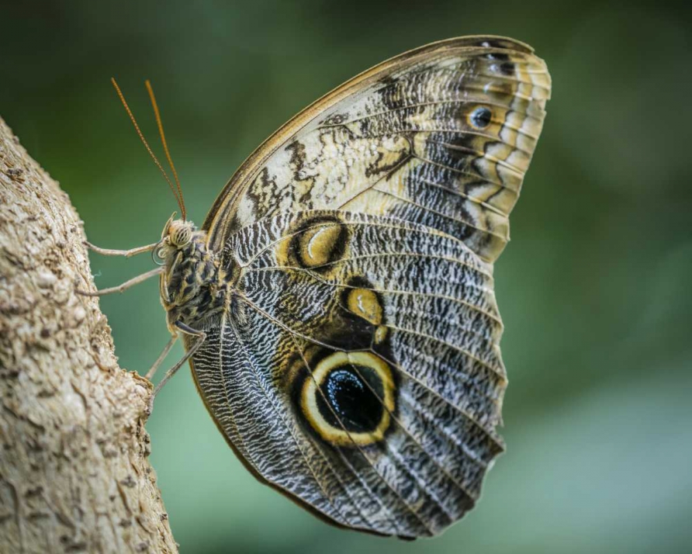 Art Print: Washington State, Seattle Owl butterfly