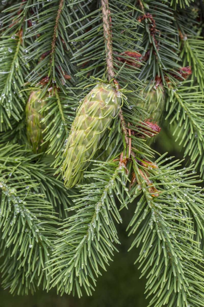 Art Print: Washington State, Seabeck Douglas fir cones
