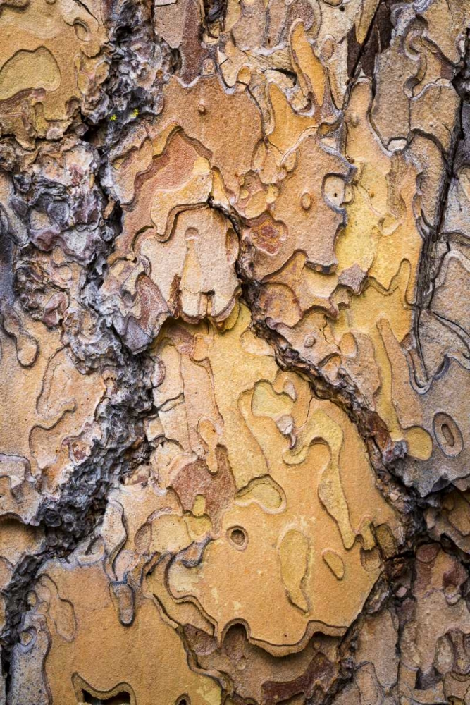 Art Print: Washington, Wenatchee NF Ponderosa pine bark