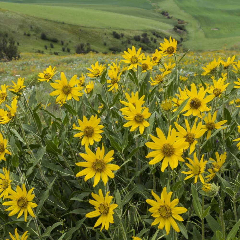 Wall art: WA, Kamiak Butte Co Park Douglass sunflowers, by Paulson, Don