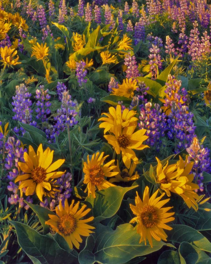 Art Print: Washington Balsamroot and lupine at dusk