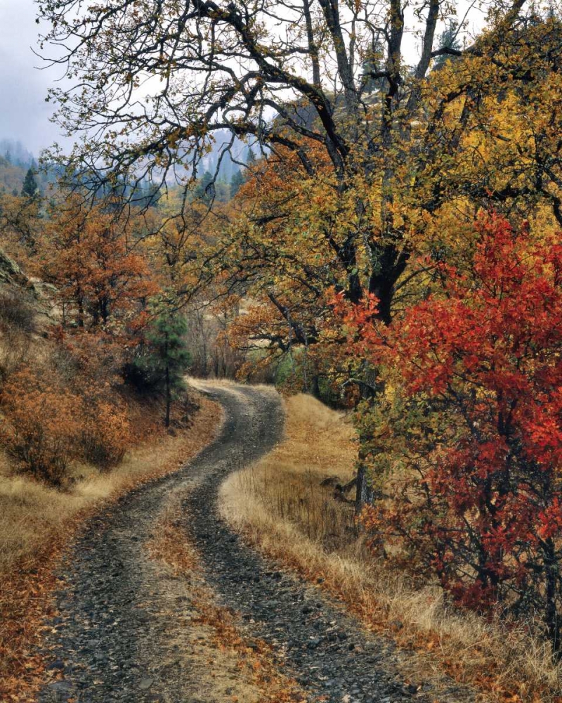 Art Print: WA, Columbia Gorge NSA Road and autumn oaks
