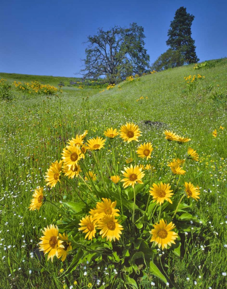 Art Print: WA, Balsamroot, pine and oak trees on hillside