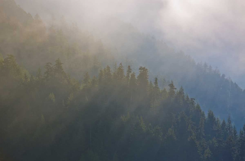 Wall art: WA, Maple Grove Coastal forest in morning fog, by Delisle, Gilles
