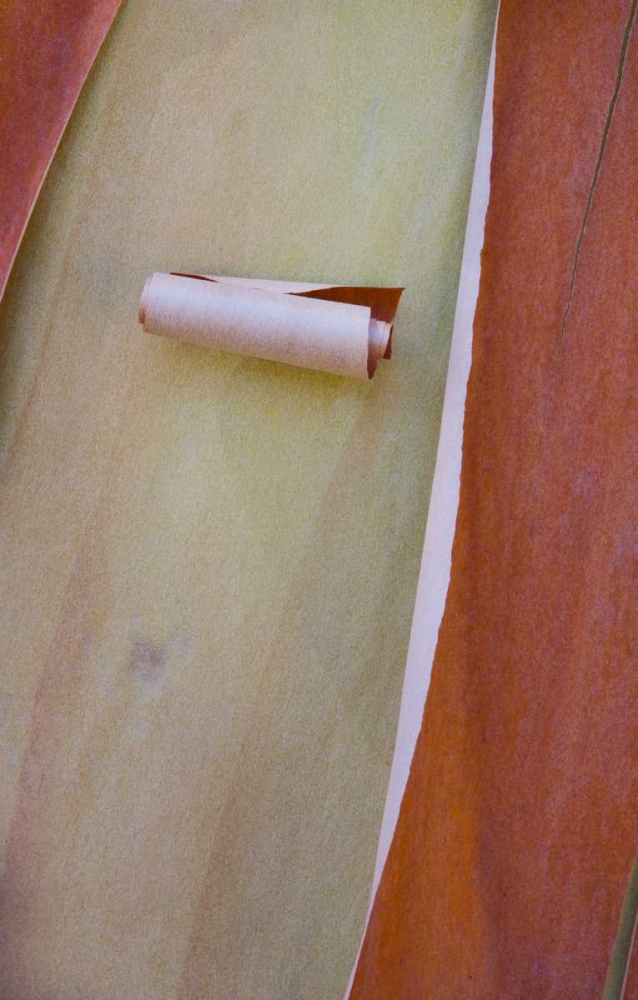 Art Print: Washington, Port Townsend Madrone tree bark