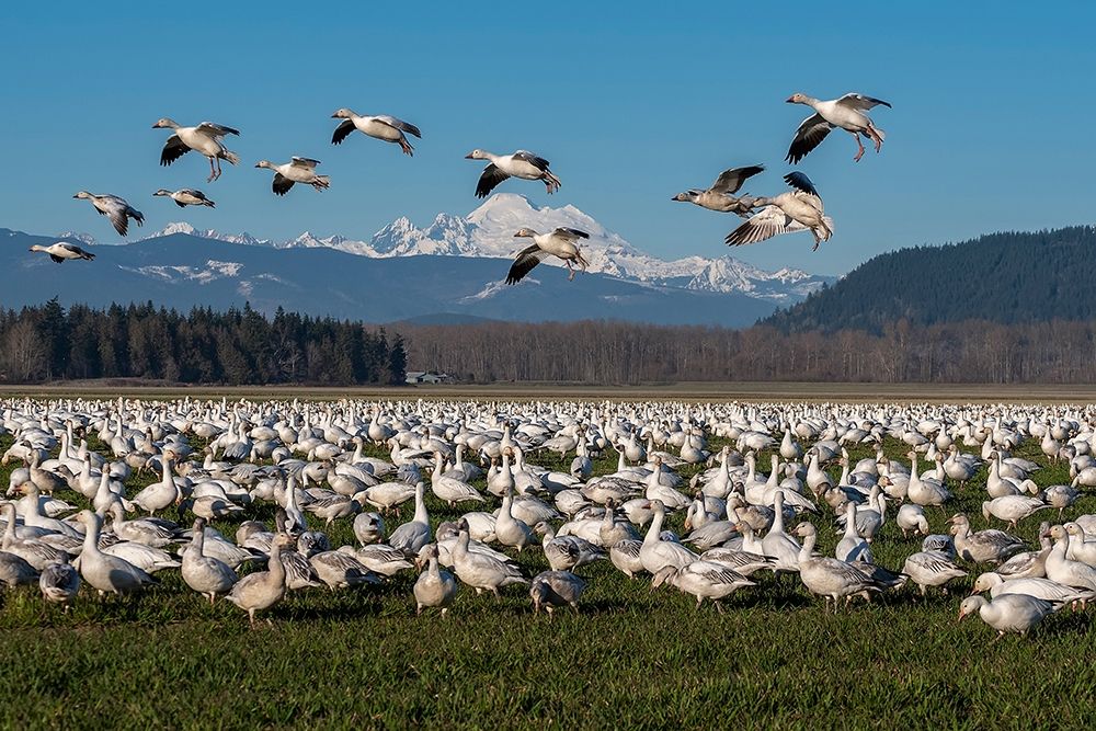 Art Print: Washington State-Skagit Valley Lesser snow geese flock 