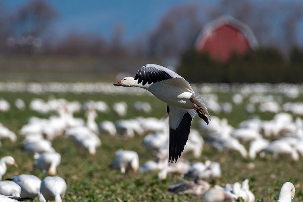 Art Print: Washington State-Skagit Valley Lesser snow geese flock 