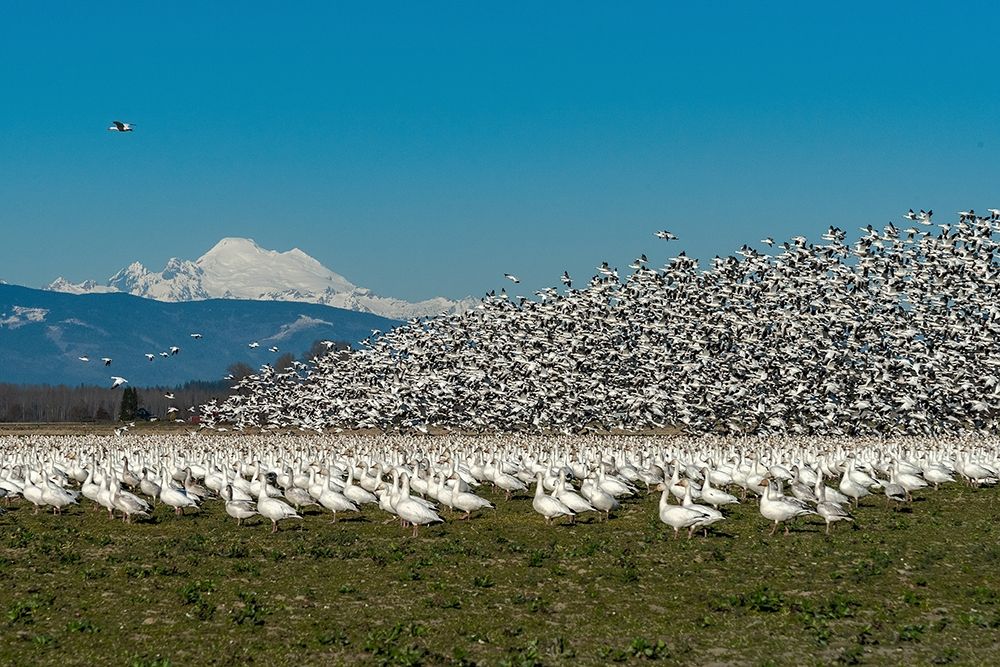 Art Print: Washington State-Skagit Valley Lesser snow geese flock takeoff 