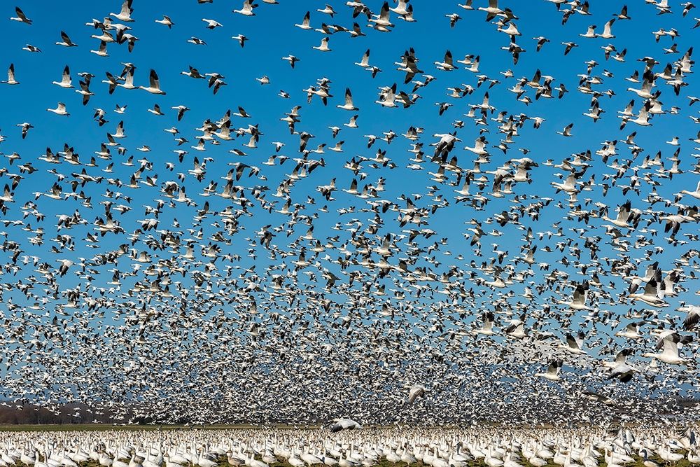 Art Print: Washington State-Skagit Valley Lesser snow geese flock takeoff 
