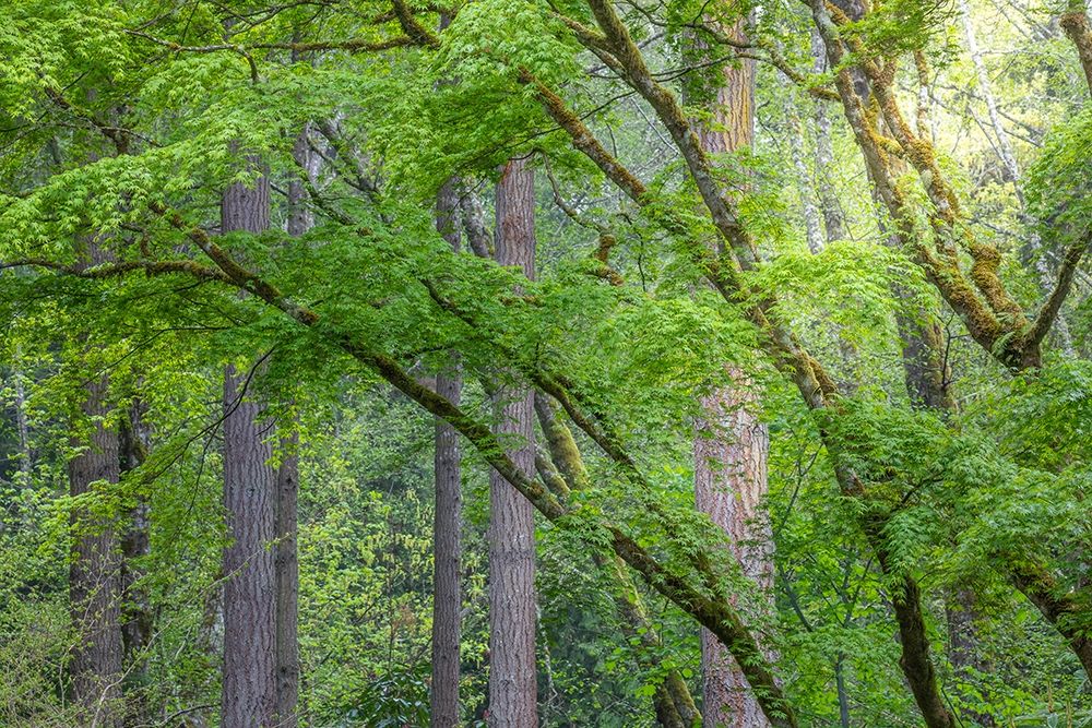 Art Print: Washington State-Bainbridge Island Maple and Douglas fir trees in forest
