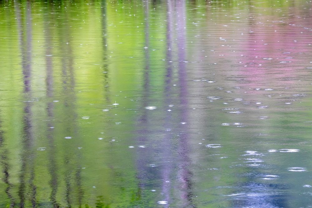 Art Print: Washington State-Bainbridge Island Raindrop reflections in pond