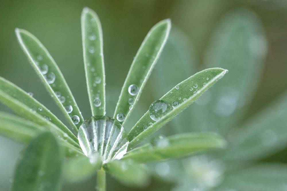 Art Print: Washington State-Port Townsend Raindrops on lupine at Fort Worden State Park