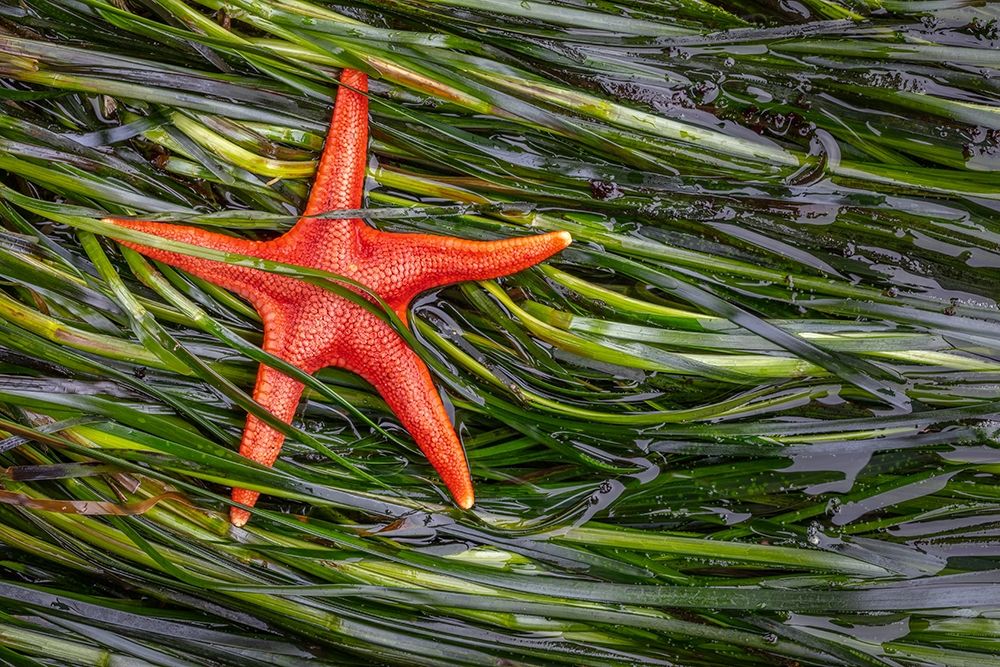 Art Print: Washington State-Salt Creek Recreation Area Blood star and wet eelgrass