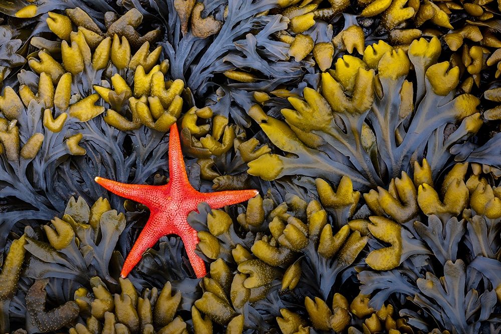Art Print: Washington State-Salt Creek Recreation Area Blood star and wet rockweed