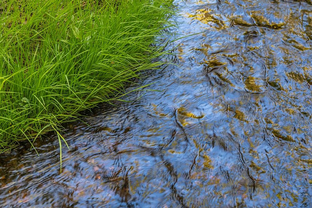 Art Print: Washington State-Seabeck Grass alongside stream in Guillemot Cove Nature Preserve