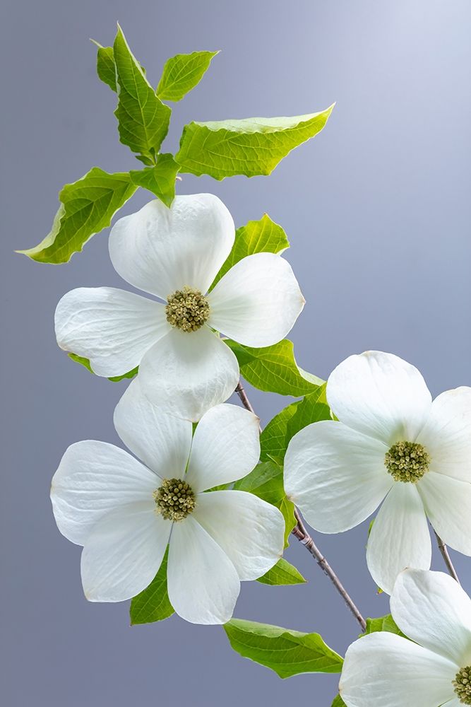 Art Print: Washington State-Seabeck Pacific dogwood flower close-up