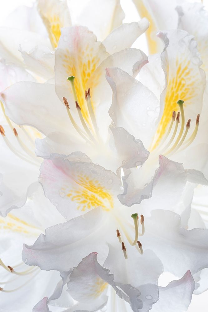 Art Print: Washington State-Seabeck White Azalea #2