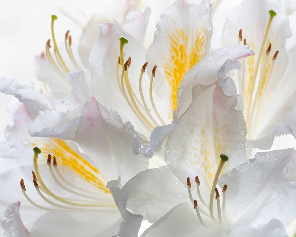 Art Print: Washington State-Seabeck White Azalea #2