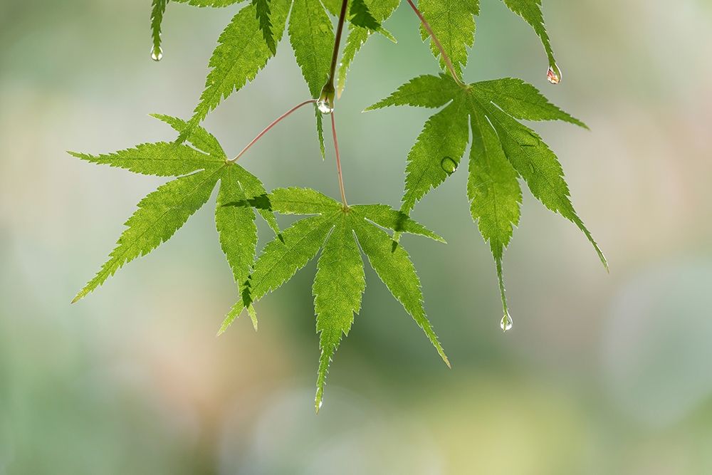 Art Print: Washington-Seabeck Raindrops on Japanese maple leaves 