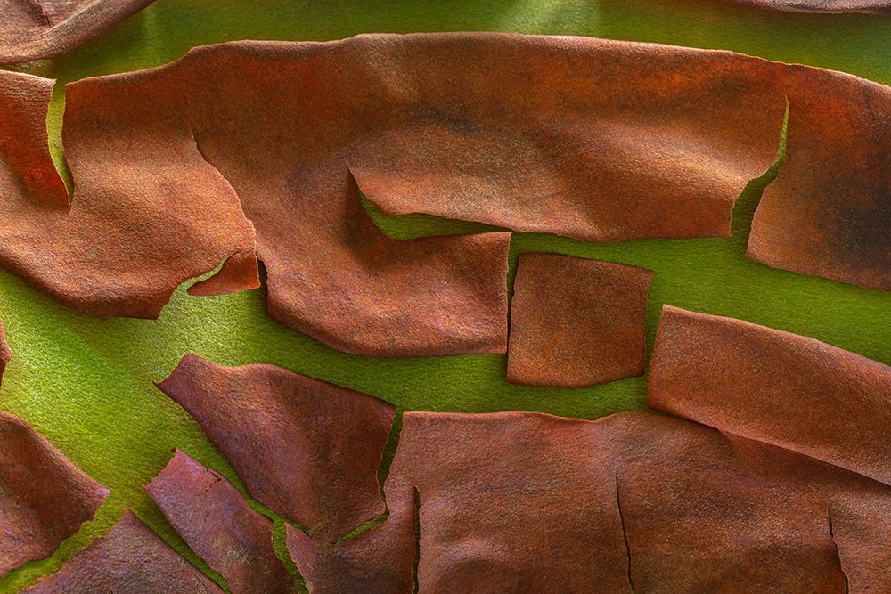 Art Print: Washington-Seabeck Peeling madrone tree bark 