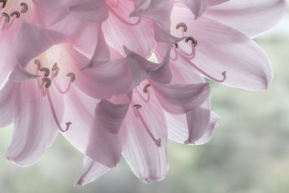 Art Print: Washington-Seabeck Pale pink lilies close-up 
