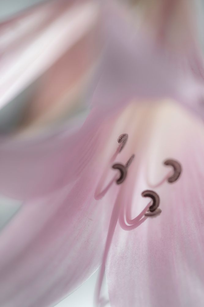 Art Print: Washington-Seabeck Pale pink lily close-up 