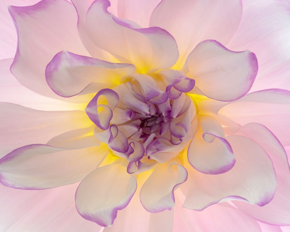 Art Print: Washington-Seabeck Glowing dahlia flower close-up 