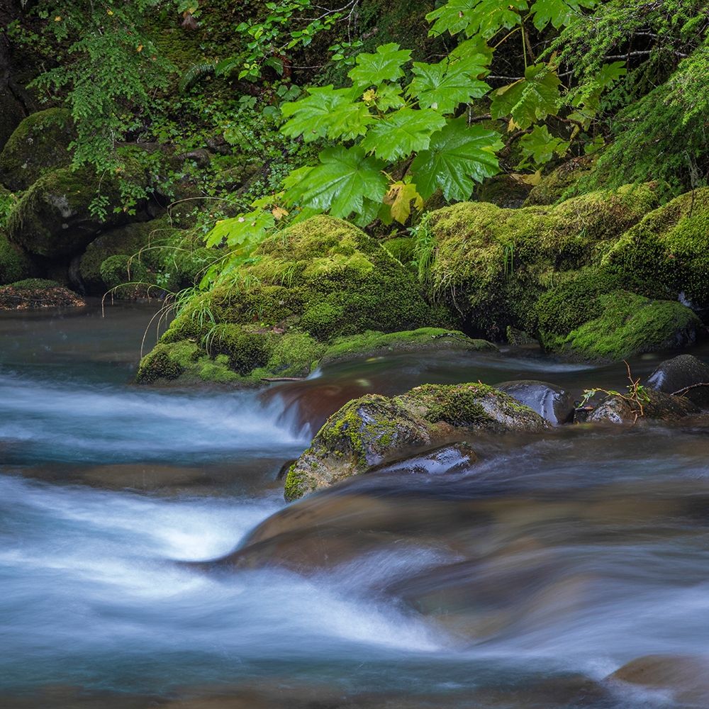 Art Print: Washington State-Olympic National Park Dungeness River rapids 