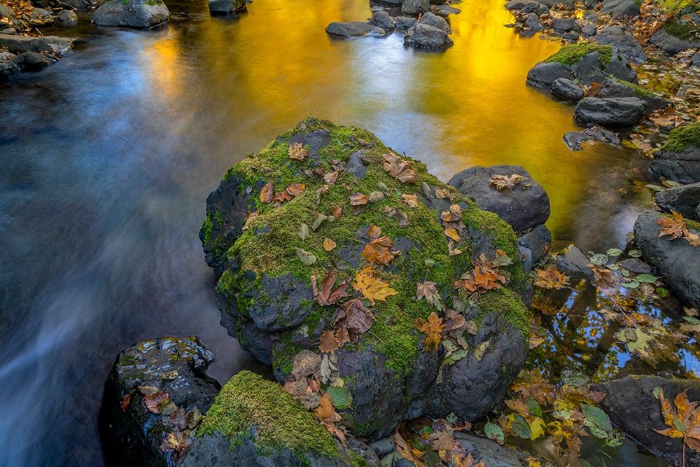 Art Print: Washington State-Olympic National Forest Reflections of autumn in Rocky Creek 