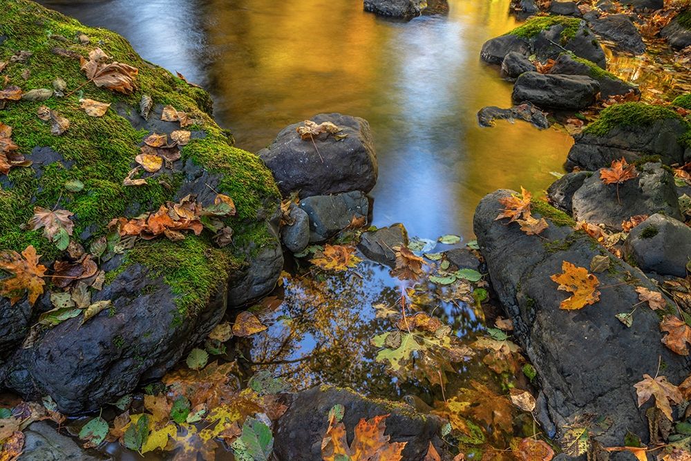 Art Print: Washington State-Olympic National Forest Reflections of autumn in Rocky Creek 