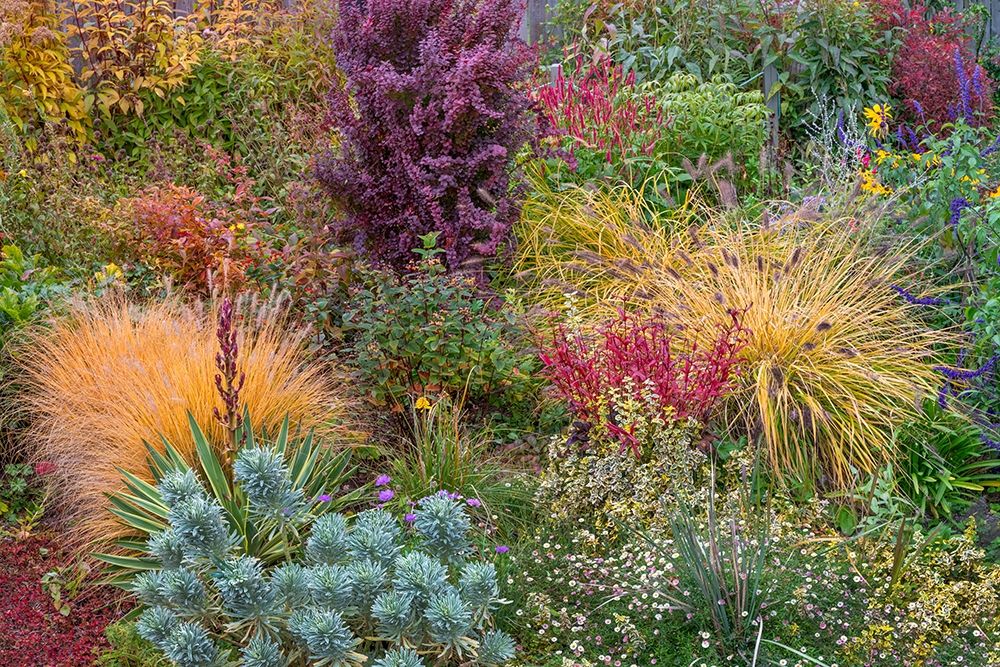 Art Print: Washington State-Lemolo Garden in autumn 