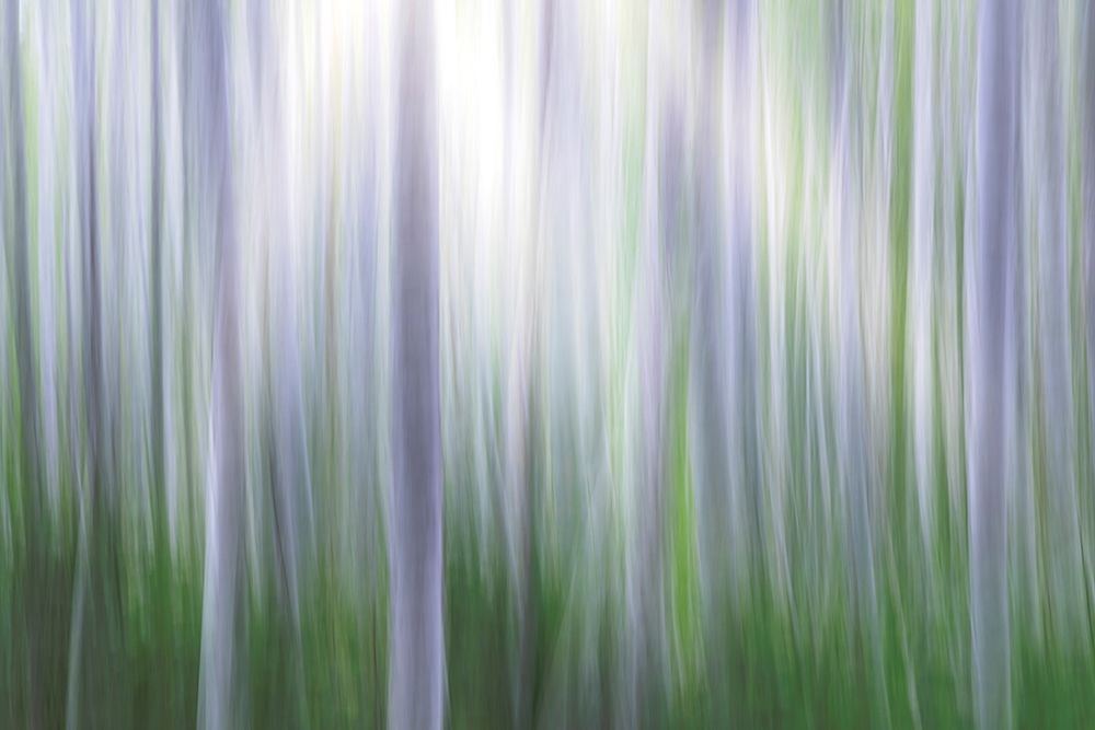 Art Print: Washington State-Seabeck Panoramic abstract of alder grove 