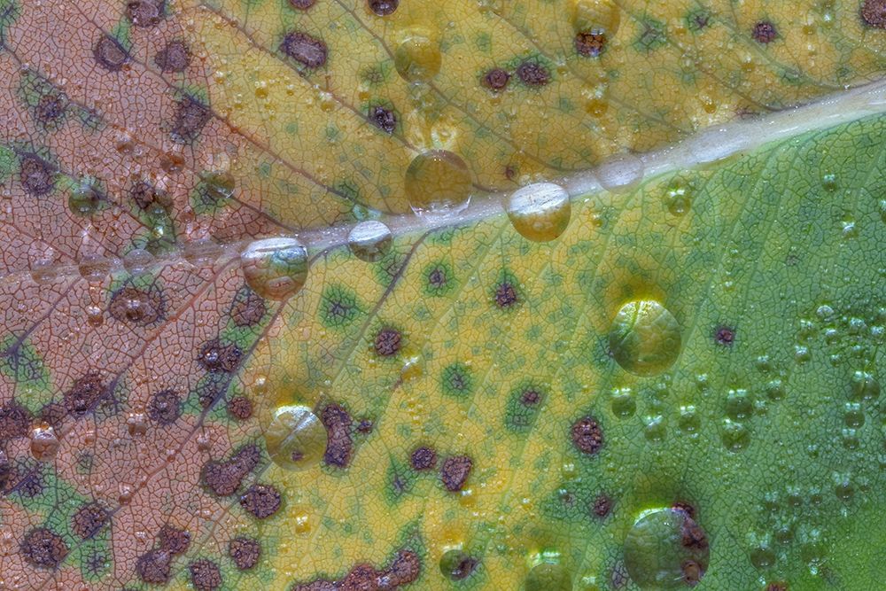 Art Print: Washington State-Seabeck Rain drops on fallen salal leaf 