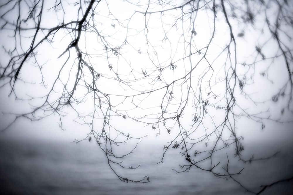Art Print: Washington State-Seabeck Alder branches in winter and Hood Canal 