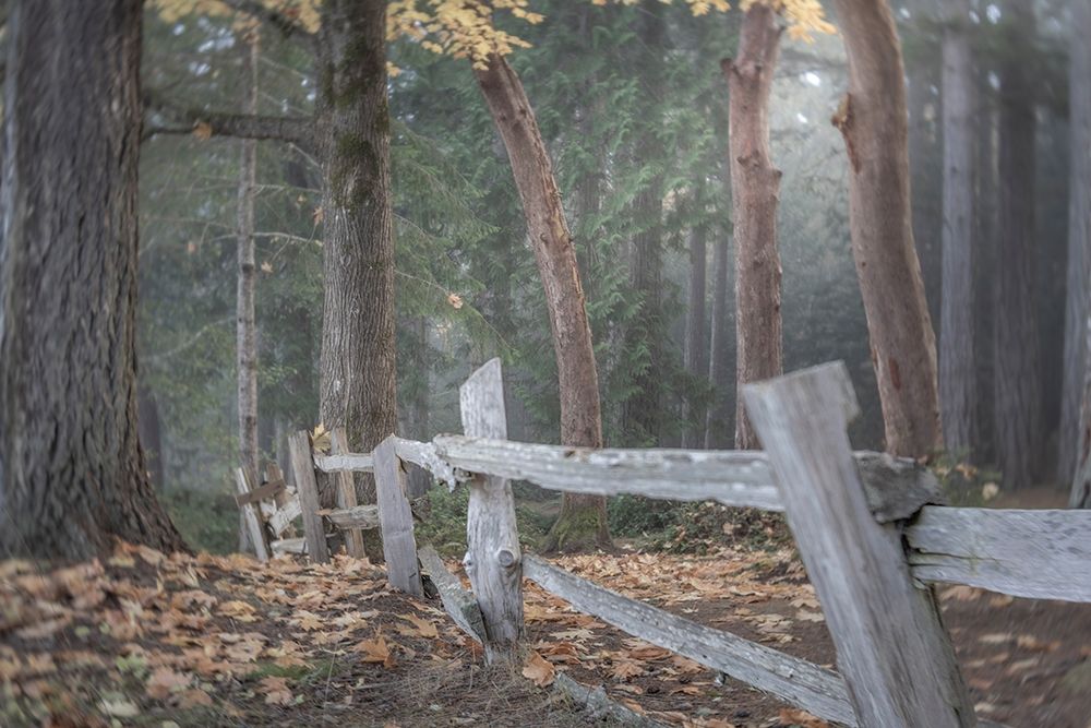 Art Print: Washington State-Seabeck Split-rail fence and forest 