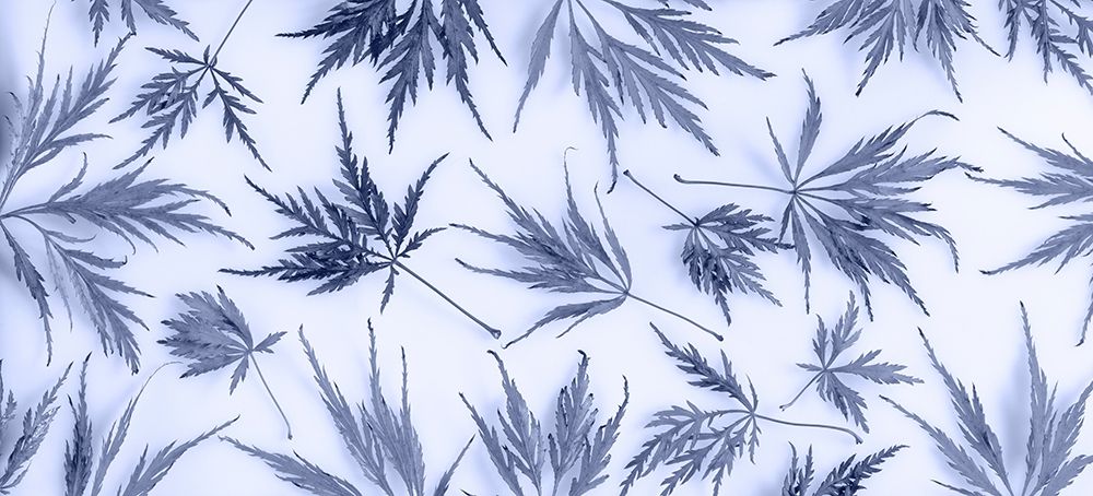 Art Print: Washington State-Seabeck Panoramic of lace leaf maple leaves 