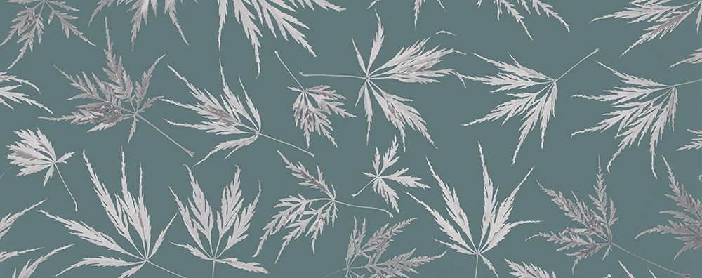 Art Print: Washington State-Seabeck Panoramic of lace leaf maple leaves 