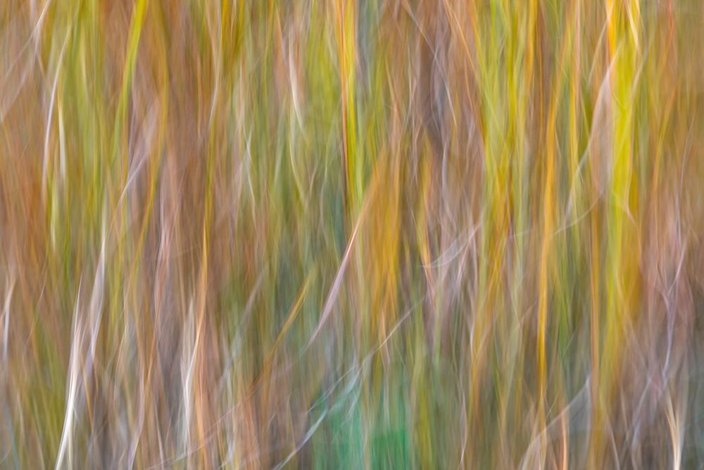 Art Print: Washington State-Seabeck Abstract of ornamental grasses 