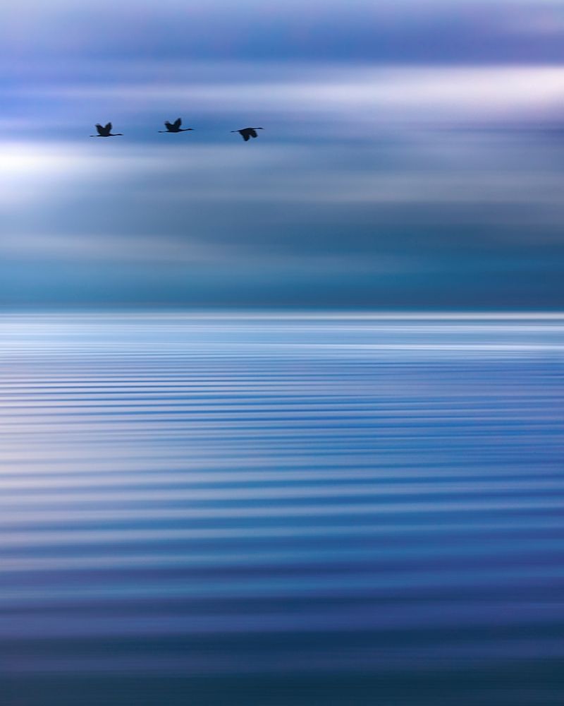 Art Print: Washington State-Seabeck Composite of birds flying over Hood Canal 