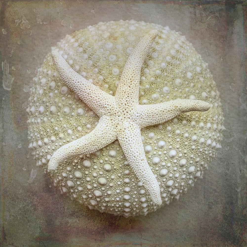 Art Print: Washington State-Seabeck Sea star on sea urchin 