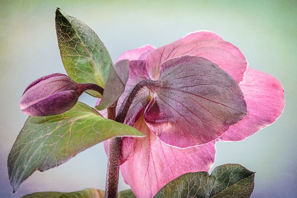 Art Print: Washington State-Seabeck Hellebore blossom and bud 