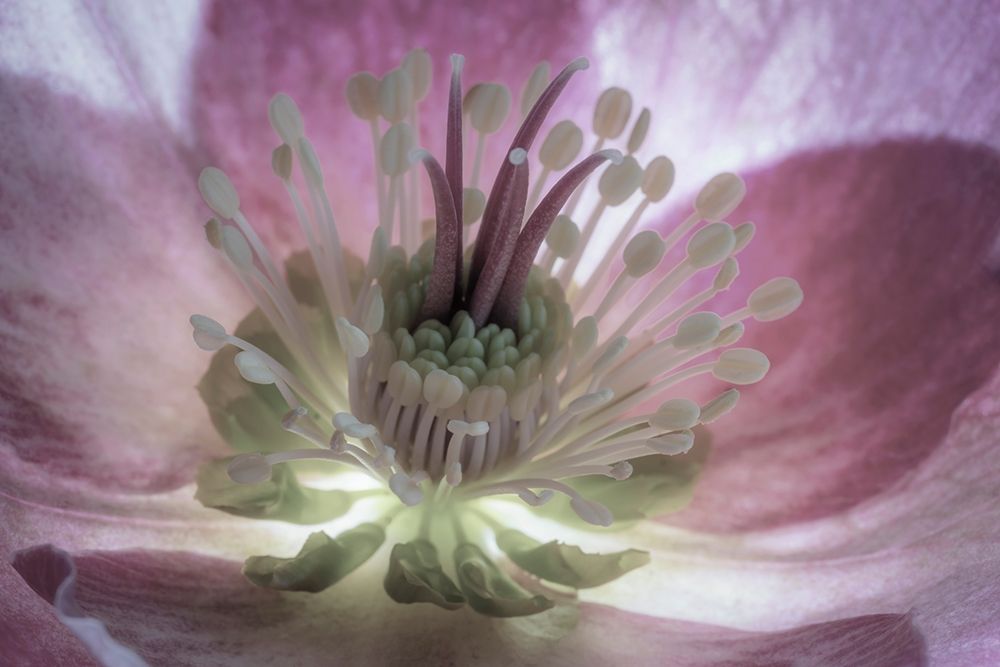 Art Print: Washington State-Seabeck Hellebore blossom close-up 