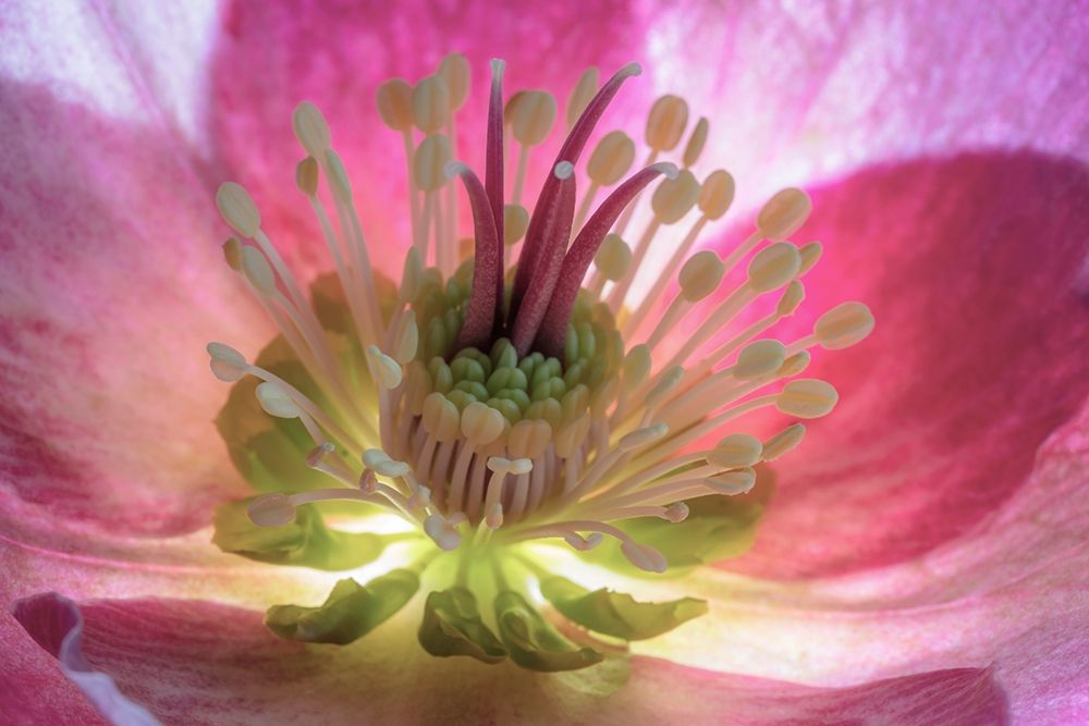 Art Print: Washington State-Seabeck Hellebore blossom close-up 