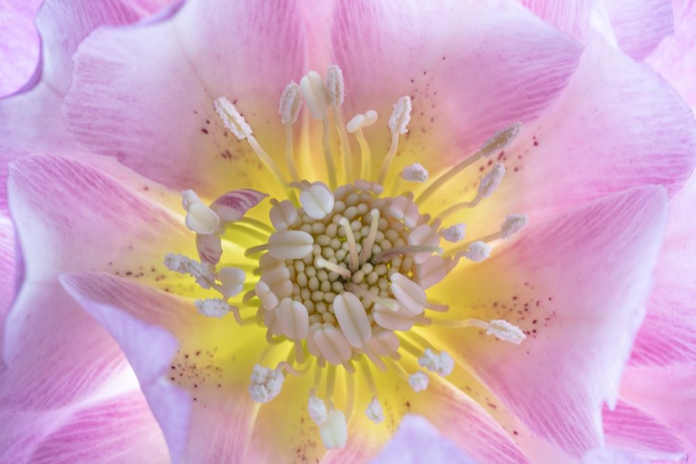 Art Print: Washington State-Seabeck Hellebore blossom close-up