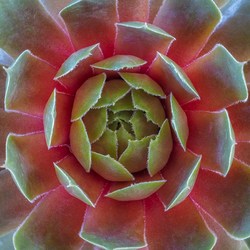Art Print: Washington State-Seabeck Close-up of sempervivum ruby heart plant