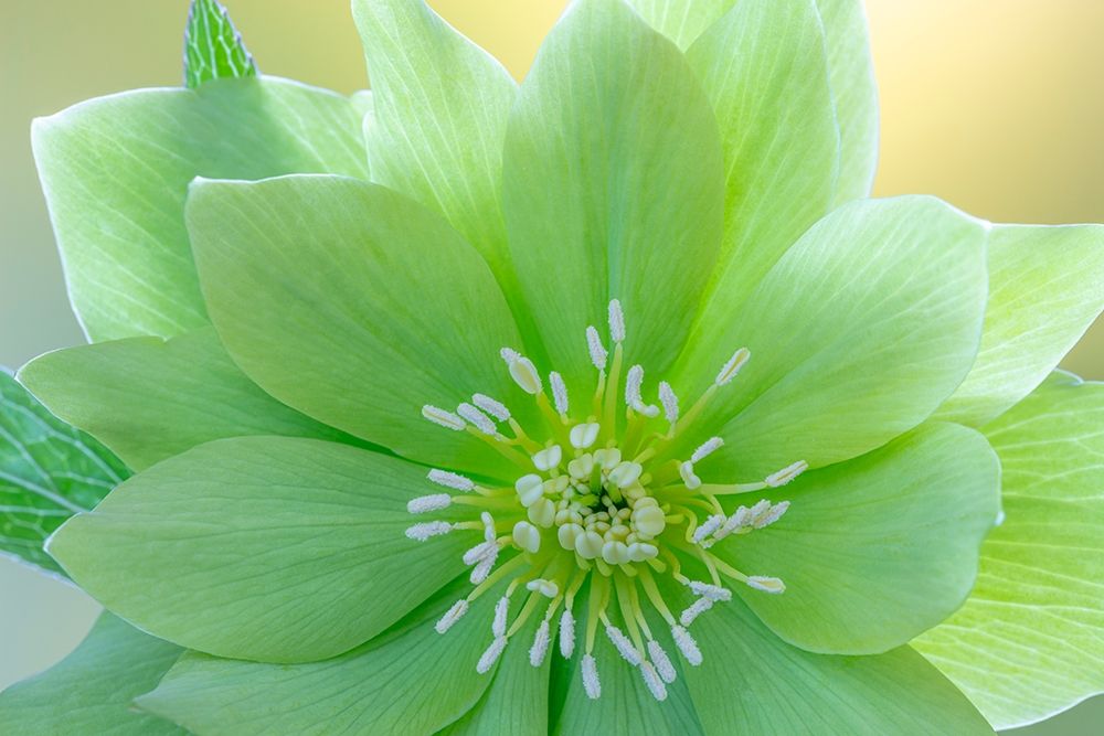 Art Print: Washington State-Seabeck Helleborus jade tiger flower close-up