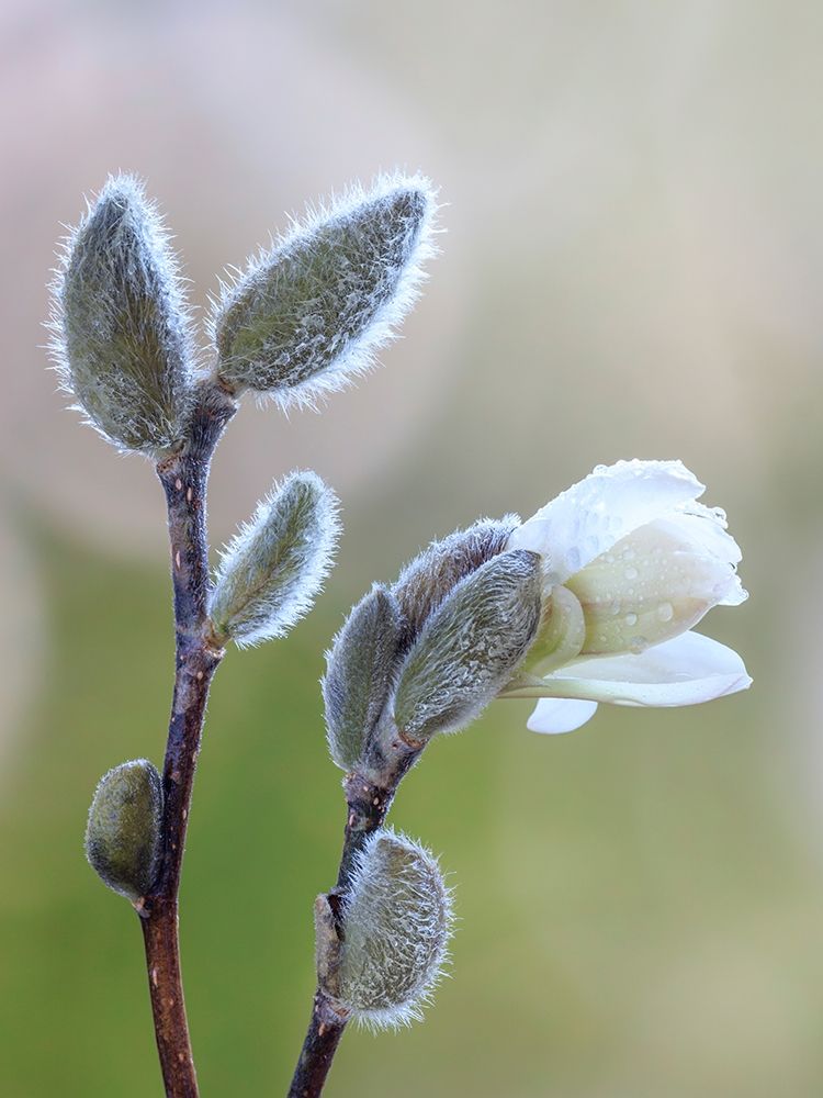 Art Print: Washington State-Seabeck Magnolia blossom opening from bud