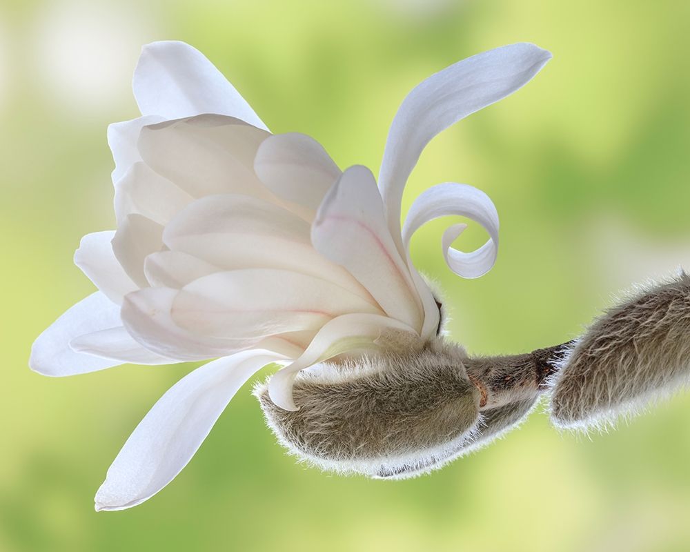 Art Print: Washington State-Seabeck Close-up of tulip magnolia blossom emerging from bud