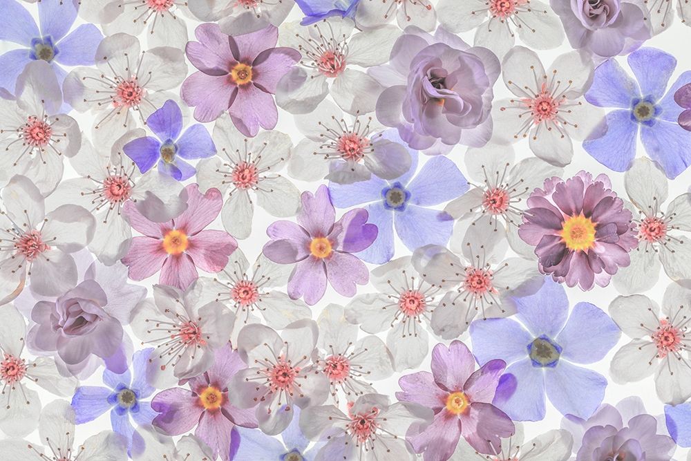 Art Print: Washington State-Seabeck Montage of spring flowers