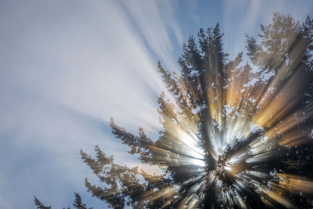 Wall art: Washington State-Seabeck Morning sunburst in tree, by Jaynes Gallery
